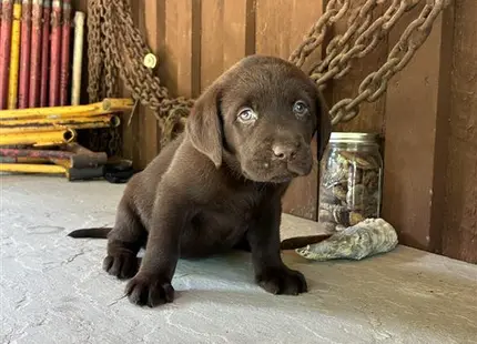 a small labrador retriever puppy sitting on the floor